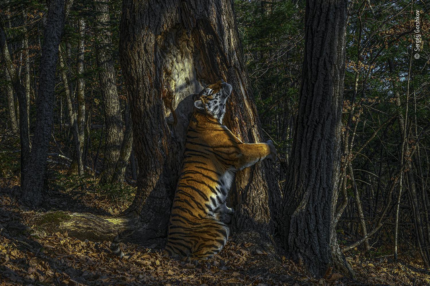 Vinder af hovedprisen Tiger krammer et træ